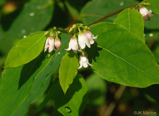 image of Apocynum androsaemifolium, Spreading Dogbane