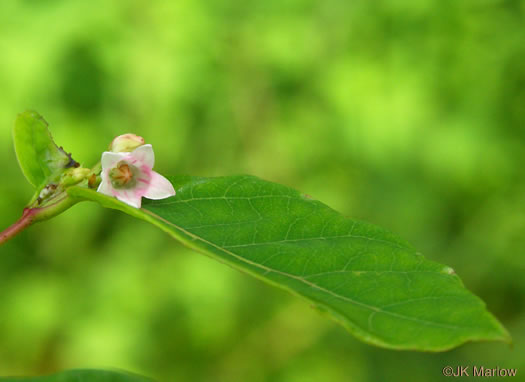 image of Apocynum androsaemifolium, Spreading Dogbane