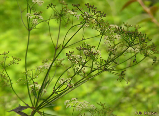 image of Ligusticum canadense, American Lovage