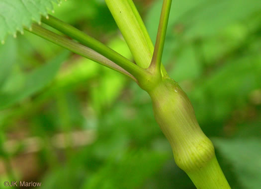 image of Ligusticum canadense, American Lovage