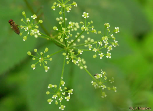 image of Ligusticum canadense, American Lovage