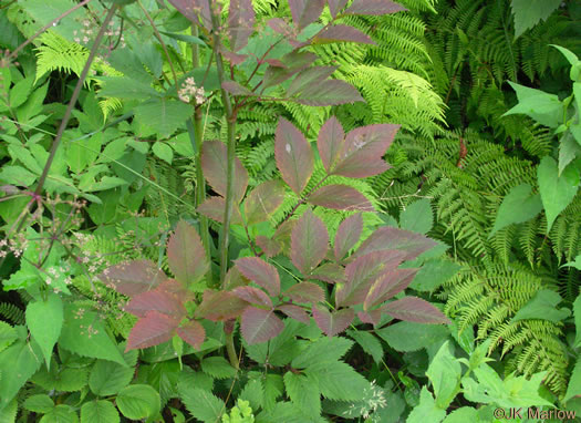 image of Ligusticum canadense, American Lovage