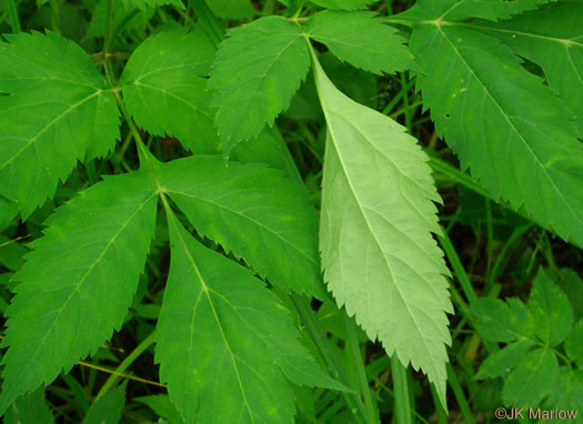 image of Angelica triquinata, Mountain Angelica, Appalachian Angelica, Filmy Angelica