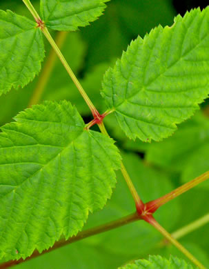 image of Aruncus dioicus var. dioicus, Eastern Goatsbeard, Bride's Feathers