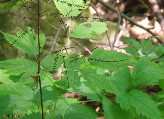 panicle