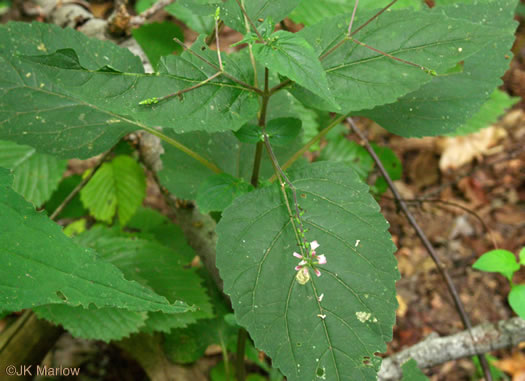 image of Phryma leptostachya, American Lopseed