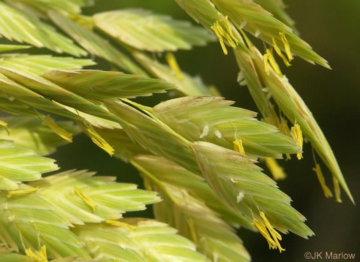 image of Uniola paniculata, Sea Oats