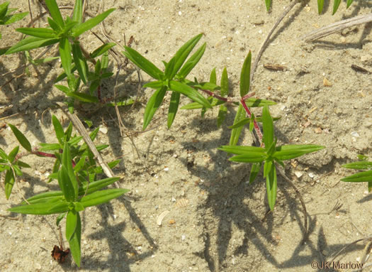 image of Hexasepalum teres, Poor-joe, Rough Buttonweed