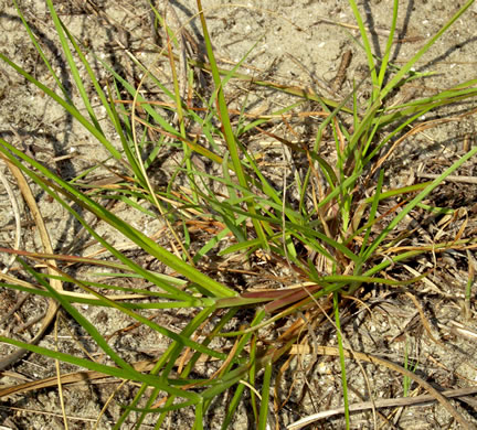 Dune Sandbur