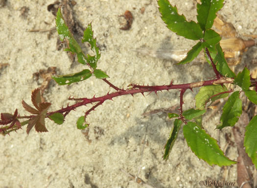 Rubus flagellaris, Common Dewberry, Northern Dewberry