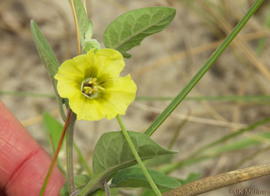 image of Physalis walteri, Dune Ground-cherry, Sand Ground-cherry, Walter's Ground-cherry