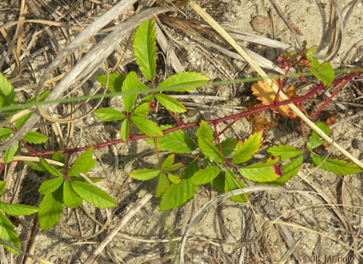 image of Rubus flagellaris, Common Dewberry, Northern Dewberry