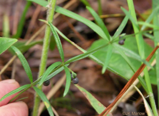 Galium uniflorum, One-flowered Bedstraw