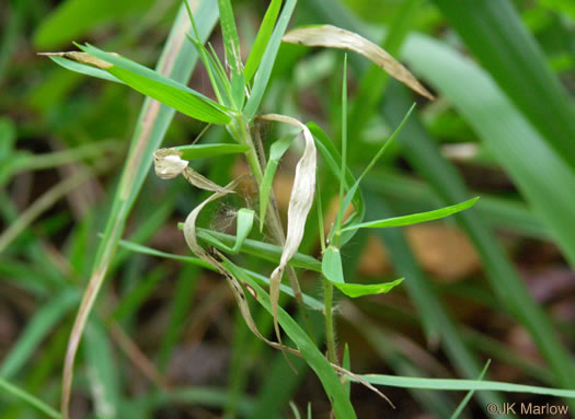 image of Dichanthelium oligosanthes, Few-flowered Witchgrass, Heller's Witchgrass