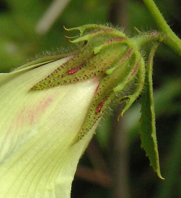 trichome