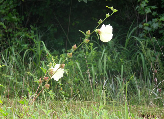 image of Hibiscus aculeatus, Savanna Hibiscus, Comfort-root, Pineland Hibiscus