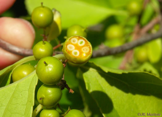 image of Celastrus orbiculatus, Oriental Bittersweet