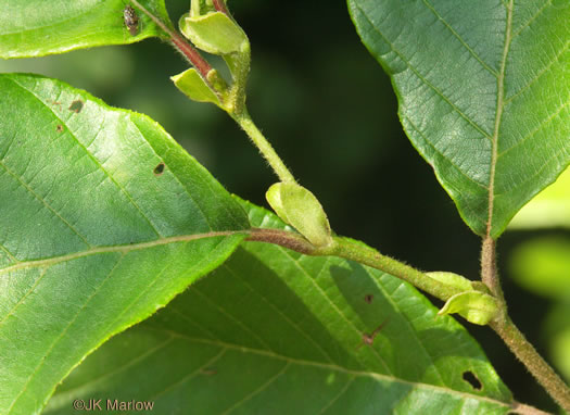 image of Alnus serrulata, Tag Alder, Hazel Alder, Smooth Alder