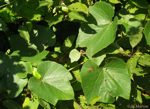 image of Vitis labrusca, Fox Grape