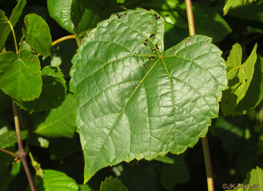 image of Vitis vulpina, Frost Grape, Winter Grape, Chicken Grape