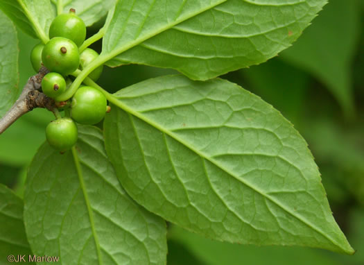 image of Ilex montana, Mountain Holly, Mountain Winterberry