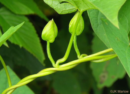 image of Convolvulus species 2, Appalachian Bindweed