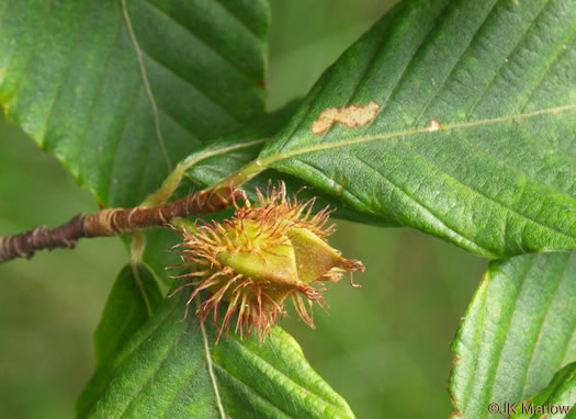 image of Fagus grandifolia +, American Beech