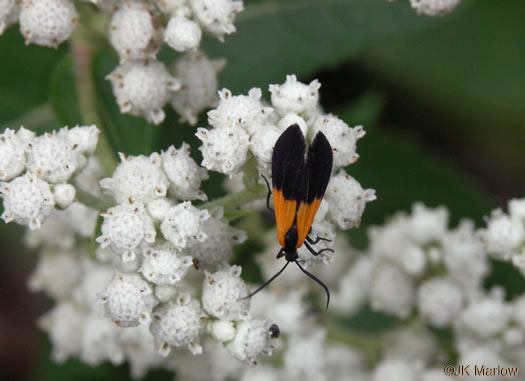 image of Parthenium integrifolium var. integrifolium, Common Wild Quinine