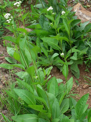 image of Parthenium integrifolium var. integrifolium, Common Wild Quinine