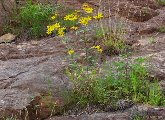 image of Coreopsis major var. rigida, Whorled Coreopsis, Stiffleaf Coreopsis, Greater Tickseed, Whorled Tickseed