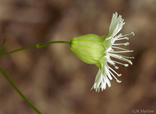 image of Silene stellata, Starry Campion, Widow's-frill