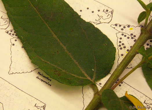 image of Helianthus hirsutus, Hairy Sunflower, Rough Sunflower