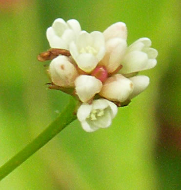 image of Persicaria sagittata, Arrowleaf Tearthumb, Arrowvine, Scratch-grass