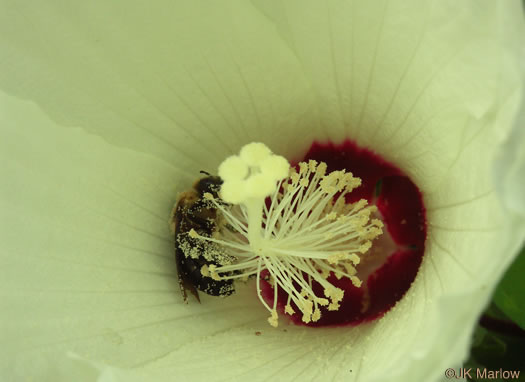 image of Hibiscus moscheutos, Swamp Rosemallow, Eastern Rosemallow, Wild Cotton