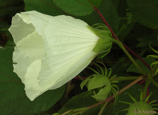 image of Hibiscus moscheutos, Swamp Rosemallow, Eastern Rosemallow, Wild Cotton