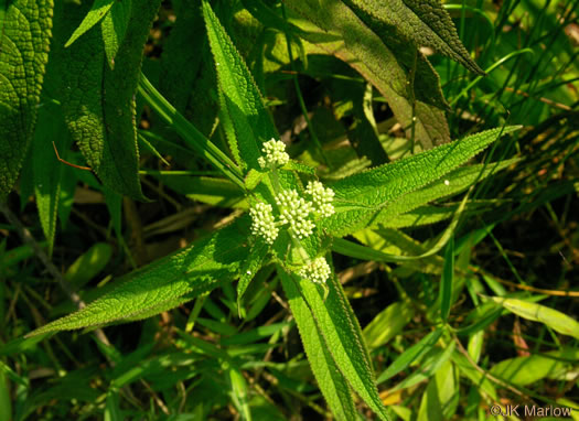 image of Eupatorium perfoliatum, Boneset