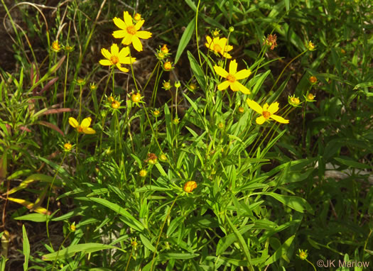 image of Coreopsis grandiflora var. grandiflora, Large-flowered Coreopsis, Largeflower Tickseed