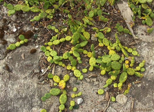 image of Opuntia mesacantha ssp. mesacantha, Eastern Prickly-pear