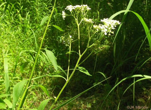 image of Verbesina virginica var. virginica, White Crownbeard, Common Frostweed, White Wingstem, Virginia Wingstem