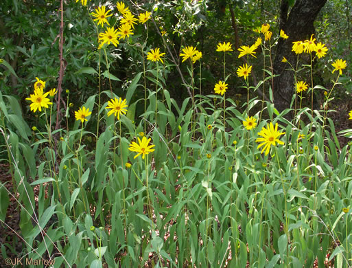 image of Helianthus laetiflorus, Showy Sunflower, cheerful sunflower