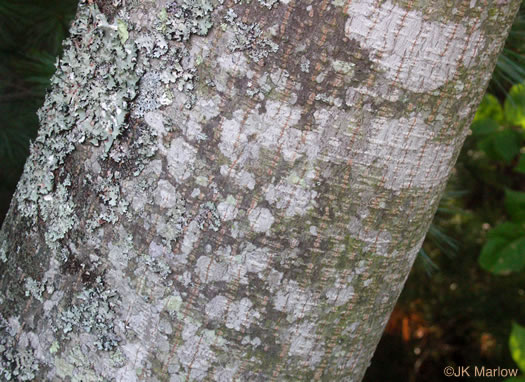 image of Albizia julibrissin, Mimosa, Silktree, Albizia