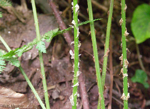 image of Dryopteris intermedia, Evergreen Woodfern, Fancy Fern, Intermediate Woodfern