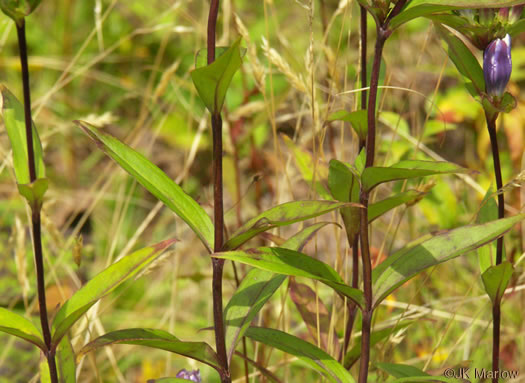 image of Gentiana latidens, Balsam Mountain Gentian