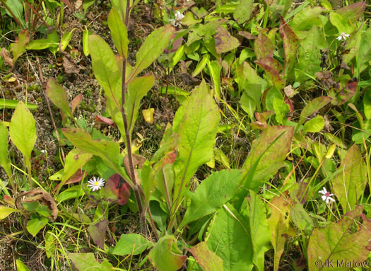 image of Solidago bicolor, Silverrod, White Goldenrod