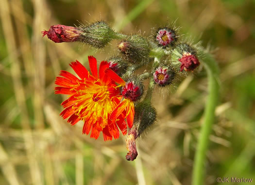 image of Pilosella aurantiaca, Orange Hawkweed, Devil's Paintbrush, Orange King-devil