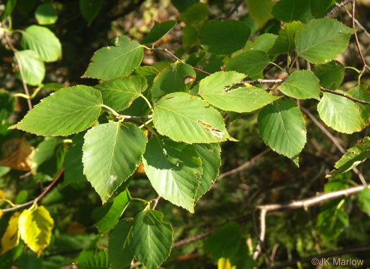 image of Betula papyrifera, Canoe Birch, Paper Birch