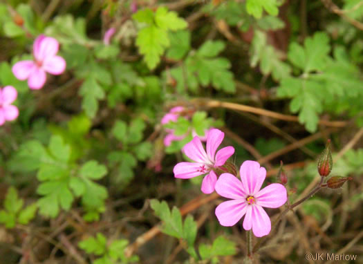 image of Geranium robertianum, Herb Robert