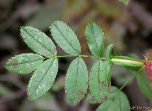 image of Rosa virginiana ssp. virginiana, Virginia Rose