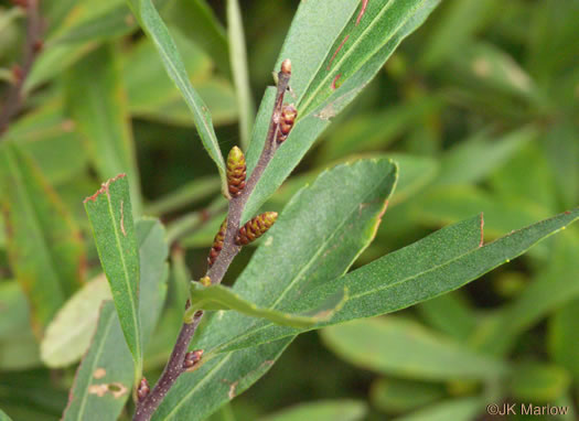 image of Myrica gale, Sweet-gale