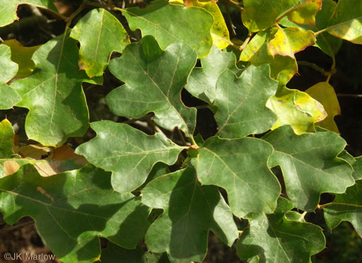 image of Quercus ilicifolia, Bear Oak, Scrub Oak